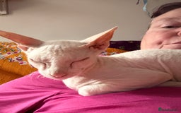 Sphynx cats for sale: Sphynx girls beautiful loving babies - Image 4