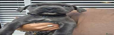 Cane Corso 2