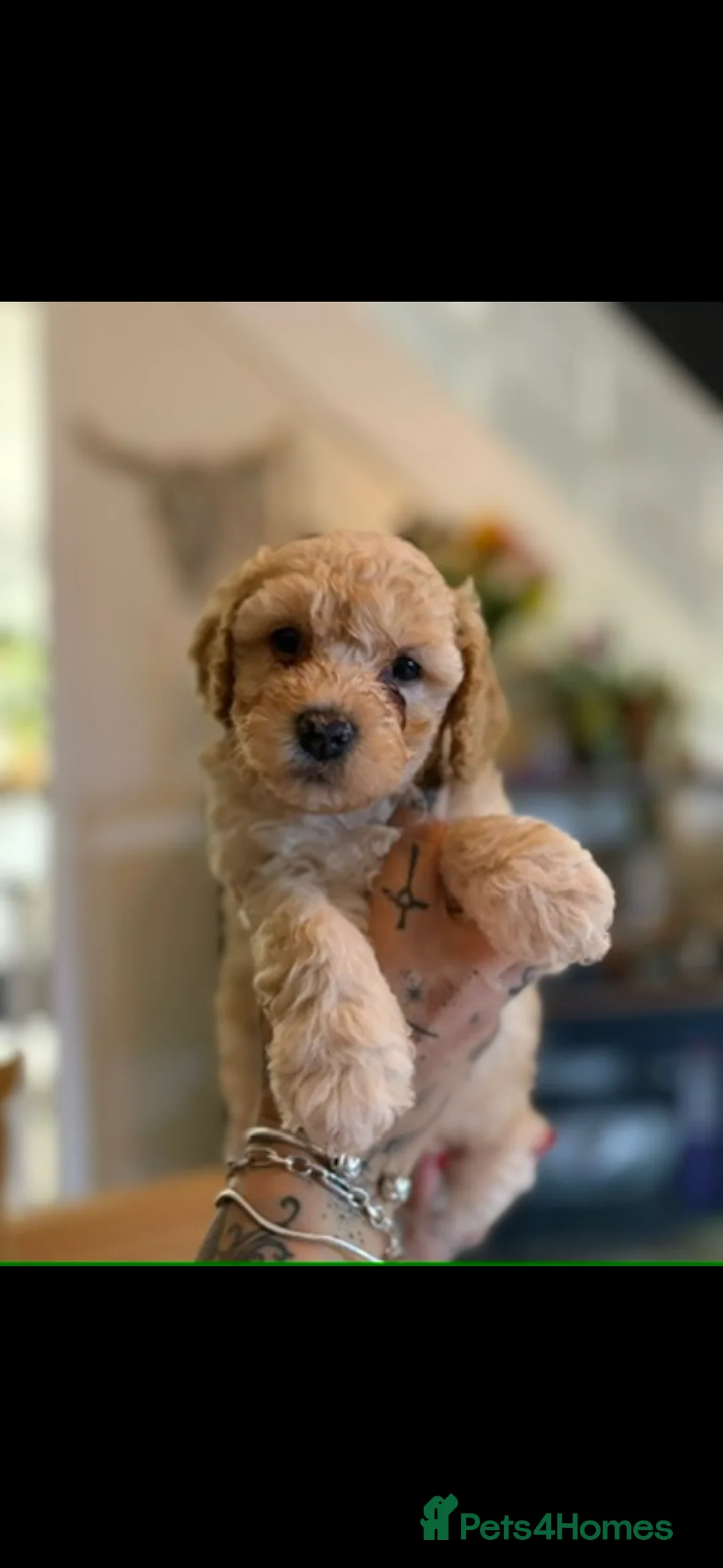 Mixed Breed dogs for sale: Miniature puppies due 23 March - Advert 6