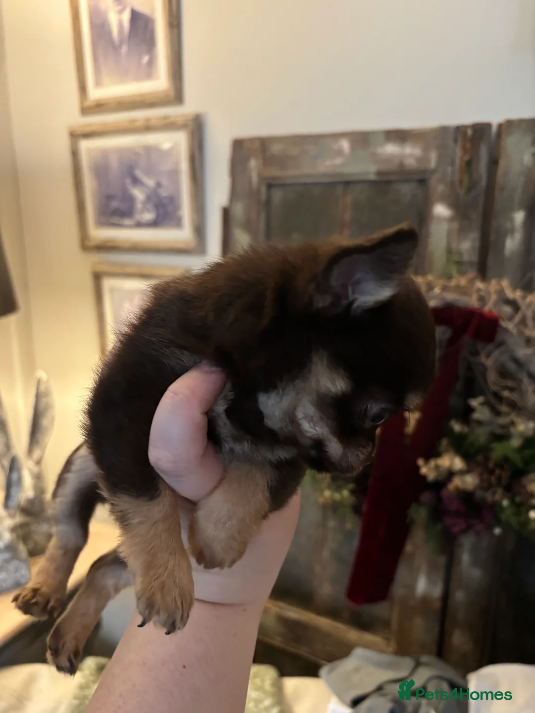 Chihuahua dogs for sale: Chocolate chihuahua boys ready now  - Advert 5