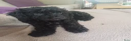 Cavapoo dogs for sale: Gorgeous cavapoo - only a 1 left - Advert 21