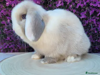 Mini Lop rabbits Beautiful Purebred Mini Lop Bunnies/ adult - Advert 3