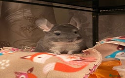 Chinchilla rodents for sale: Male and female chinchillas (Kiki&Gizmo) for sale - Image 1