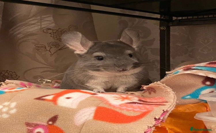Chinchilla rodents - Advert 1