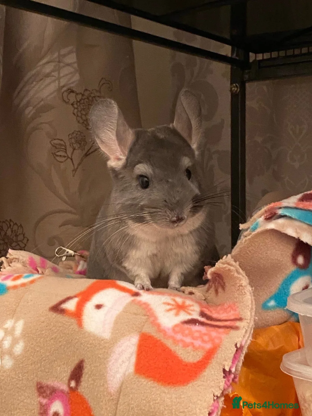 Chinchilla rodents for sale: Male and female chinchillas (Kiki&Gizmo) for sale - Advert 1