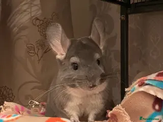 Chinchilla rodents Male and female chinchillas (Kiki&Gizmo) for sale - Advert 14