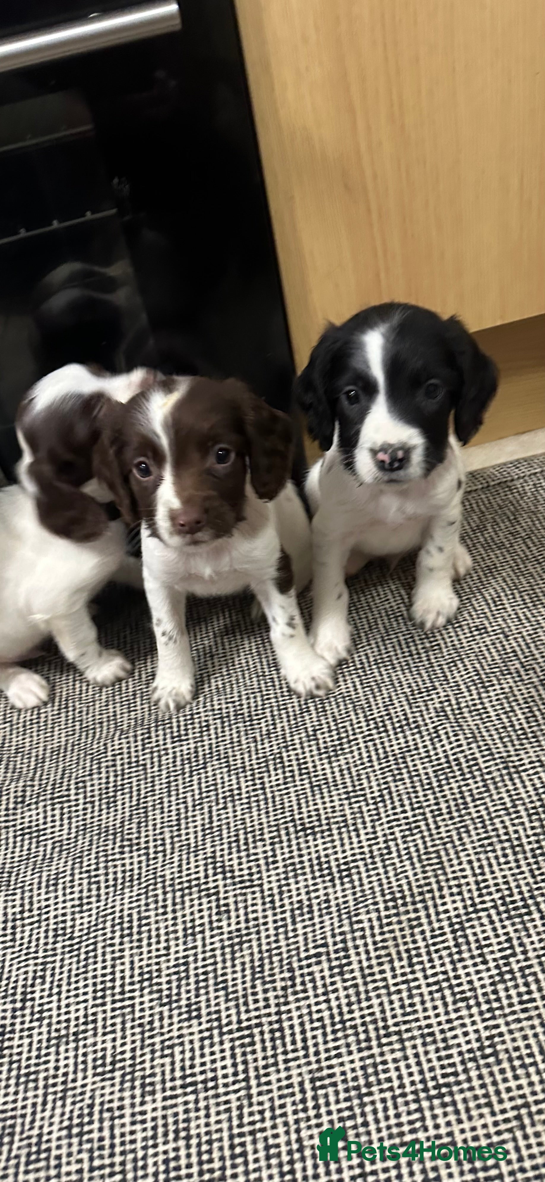 English Springer Spaniel dogs KC English Springer spaniel puppies  - Advert 16