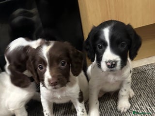 English Springer Spaniel dogs KC English Springer spaniel puppies - Advert 15