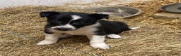 Border Collie dogs for sale: Border Collie pups for sale - Advert 17