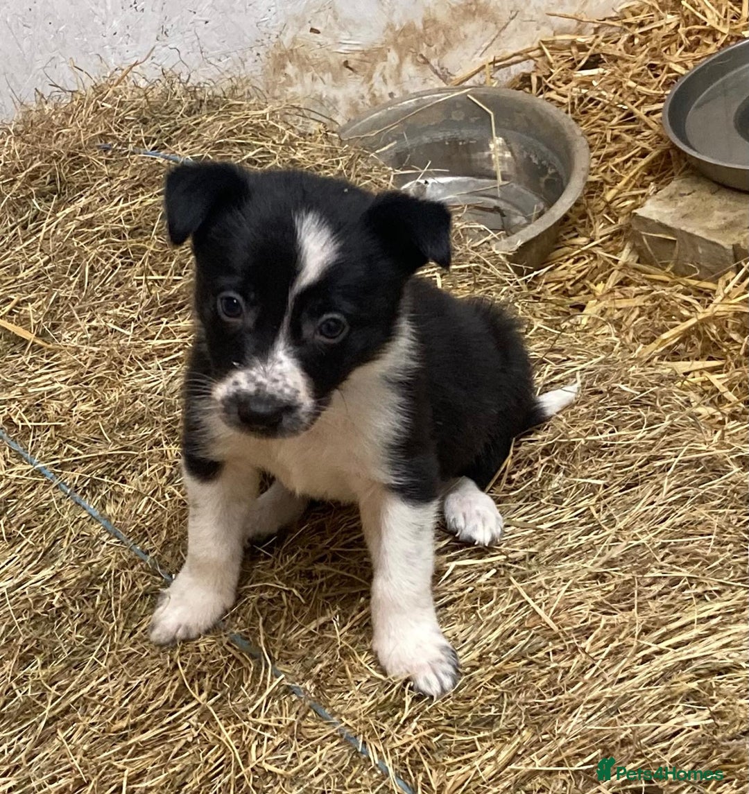 Border Collie dogs for sale: Border Collie pups for sale - Advert 17