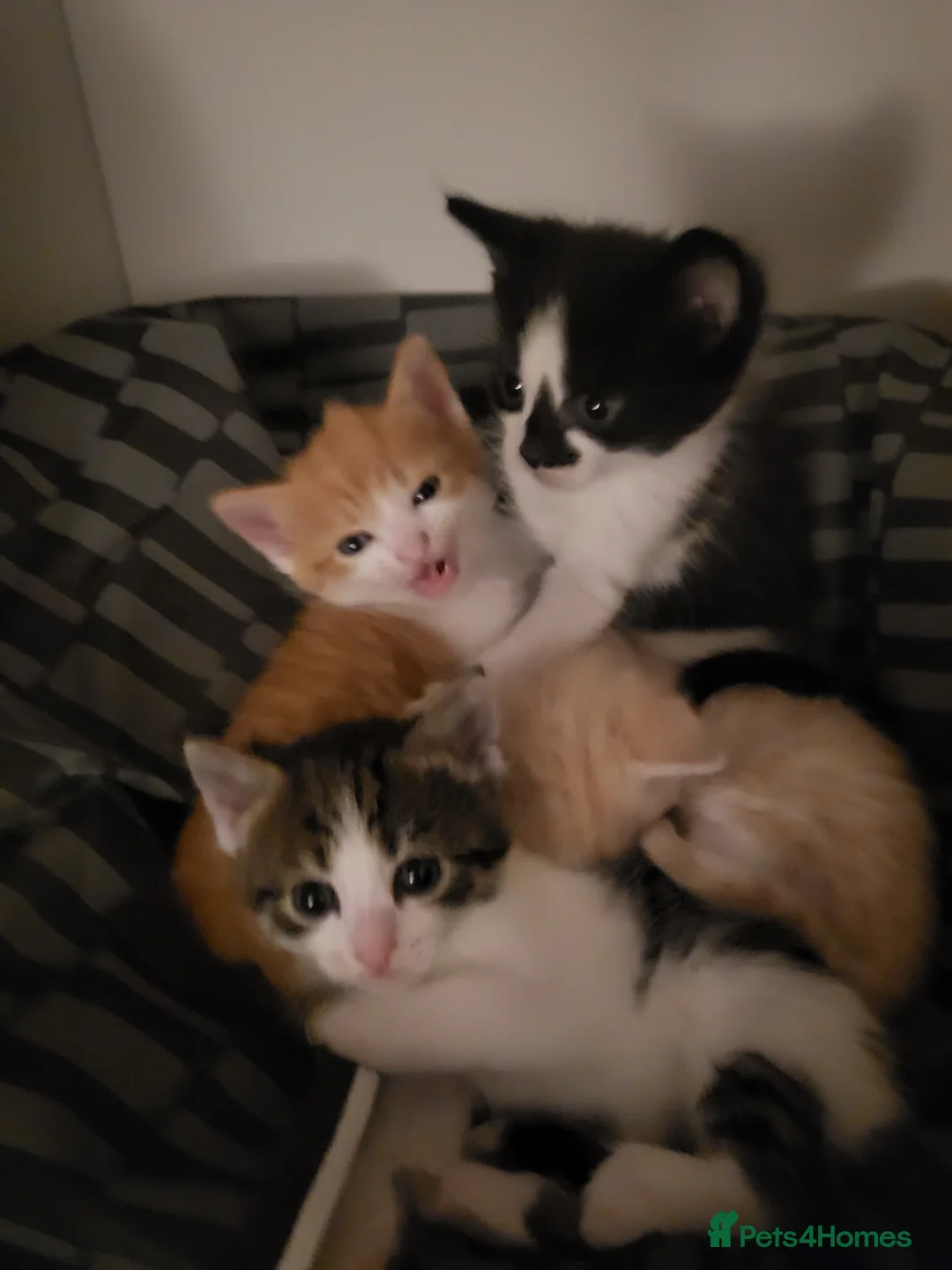 Mixed Breed cats for sale: Stripy in Brentford - Advert 2