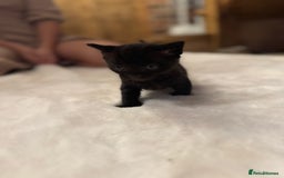 Ragdoll cats for sale: Half ragdoll stunningly marked kittens  - Image 10