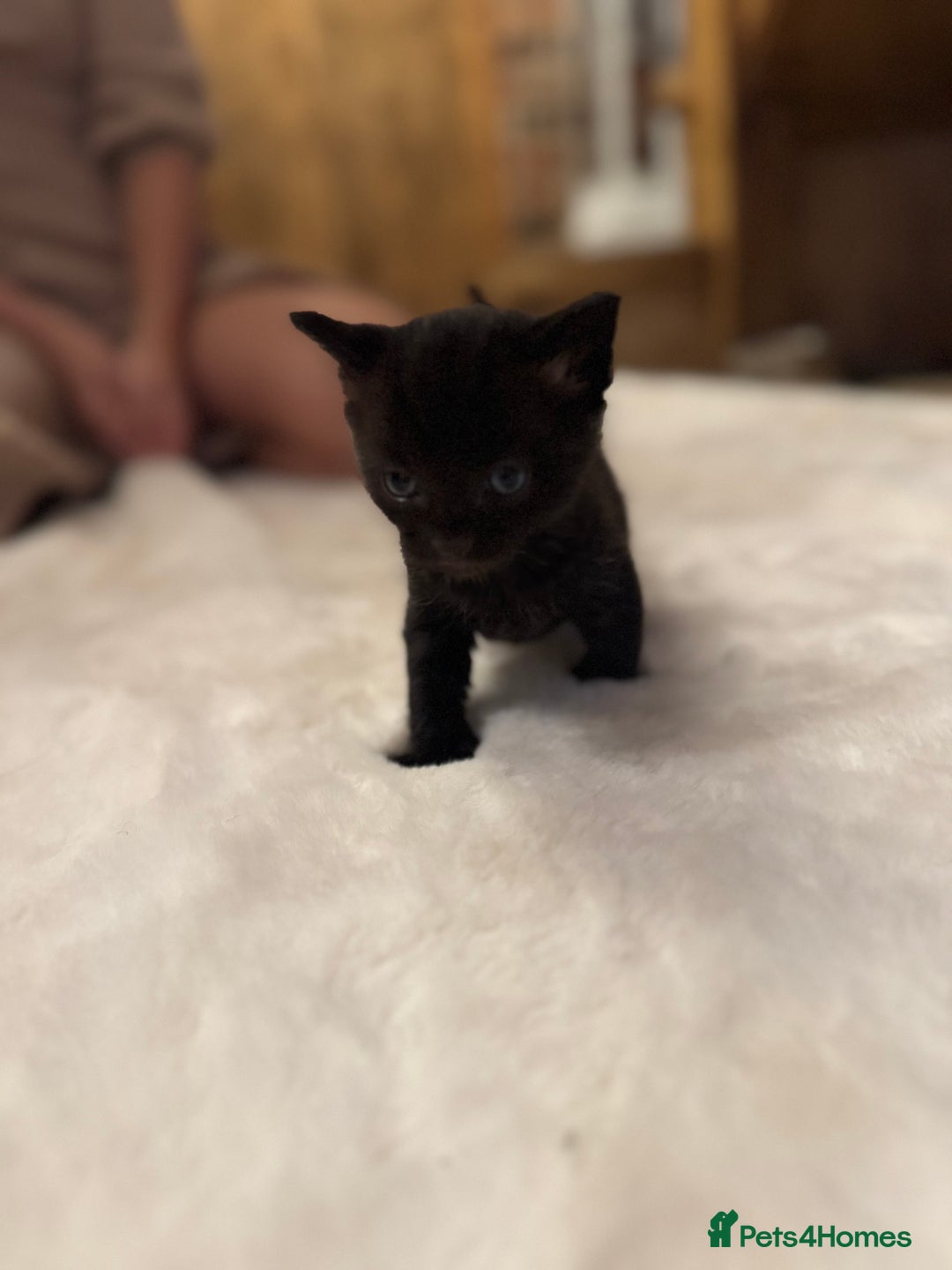 Ragdoll cats for sale: Half ragdoll stunningly marked kittens  - Image 10