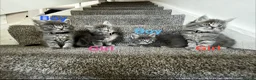 Mixed Breed cats for sale: 4 grey Tabby Kittens  - Advert 2
