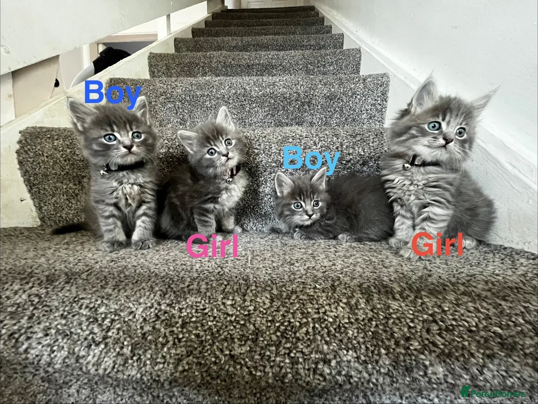 Mixed Breed cats for sale: 4 grey Tabby Kittens  - Advert 2