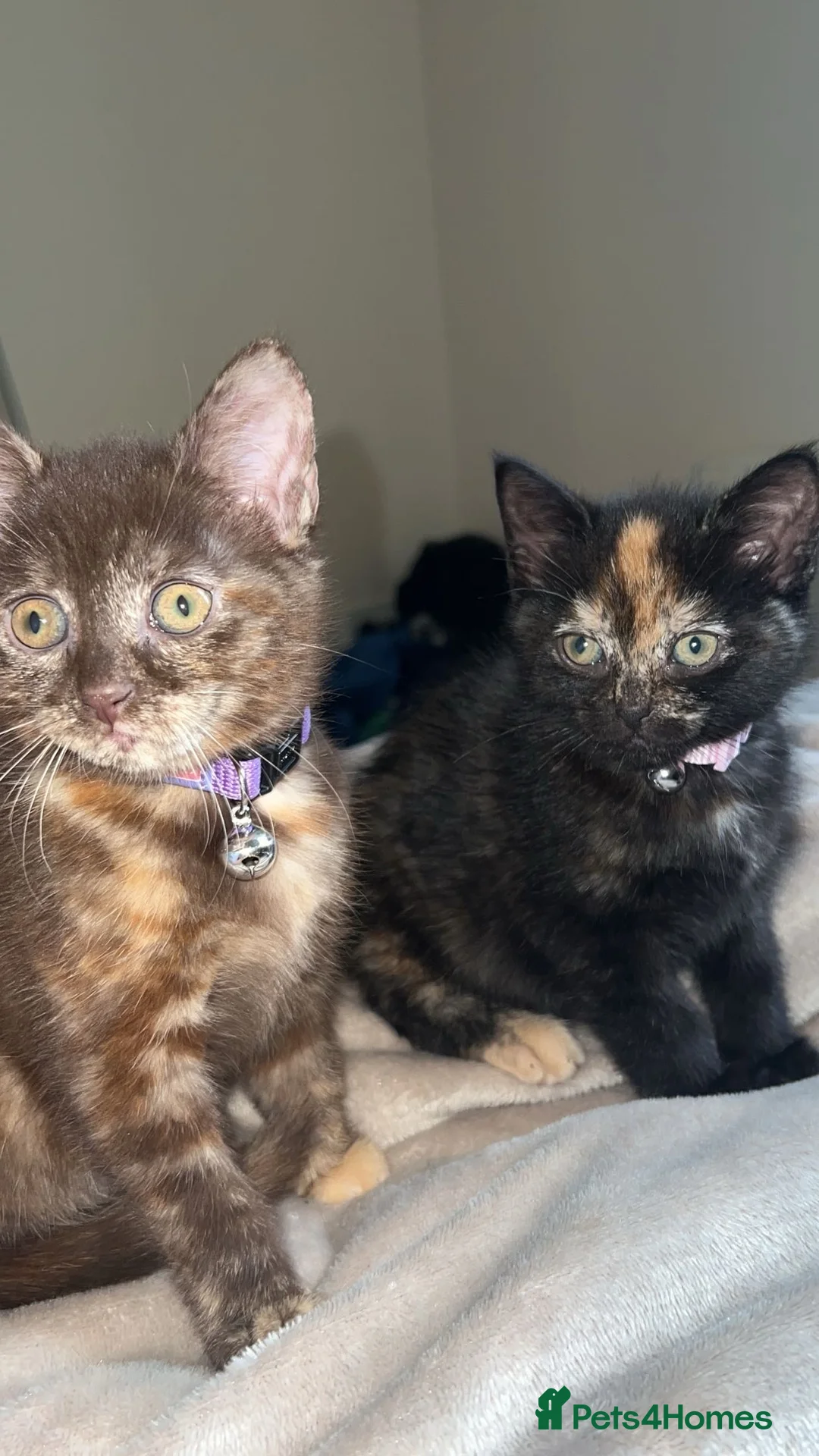 Mixed Breed cats for sale: 2 tortoiseshell cats in Exeter - Advert 2