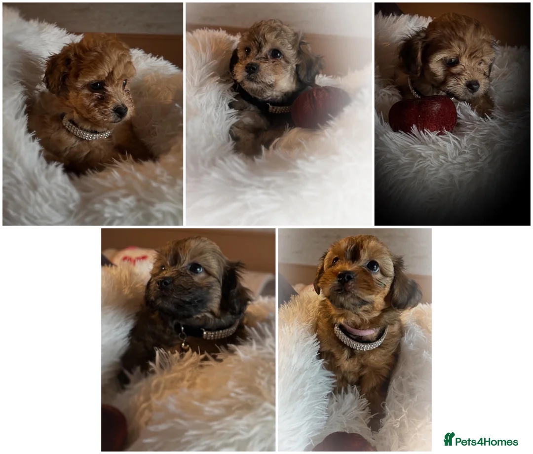 Maltipoo dogs for sale: REDUCED READY NOW !Maltipoo pups  - Advert 2