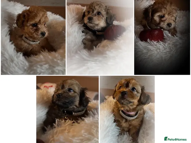 Maltipoo dogs REDUCED READY 25th Maltipoo pups - Advert 11