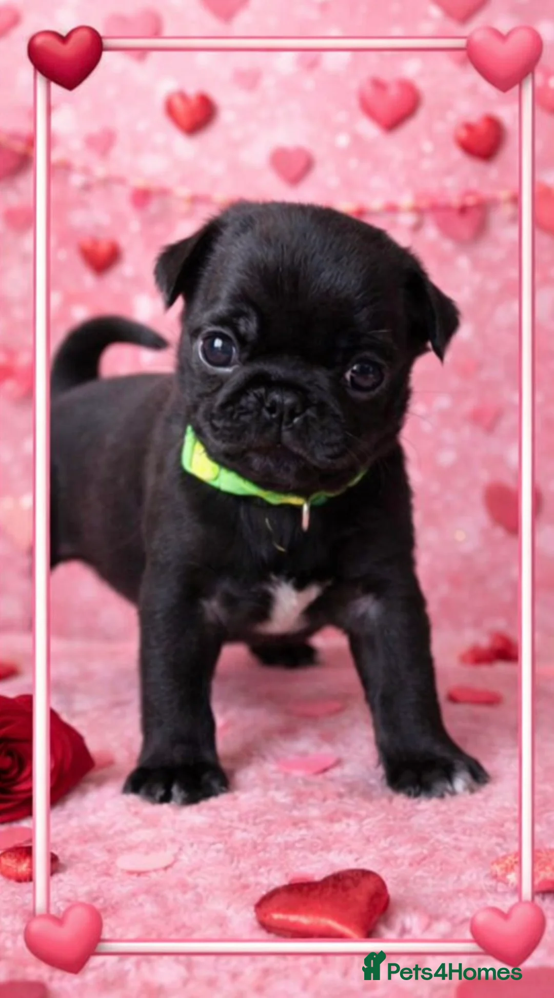 Pug dogs for sale: 3 Black Pug Pups  - Advert 3