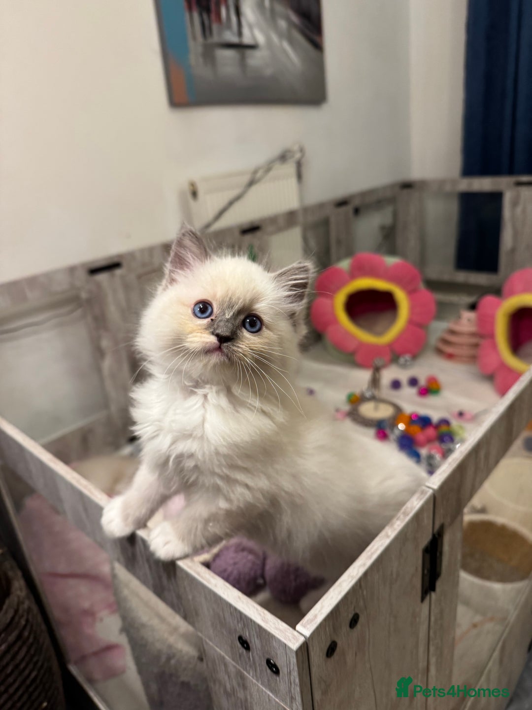 Ragdoll cats for sale: One Girl Available 🌸 - Image 14