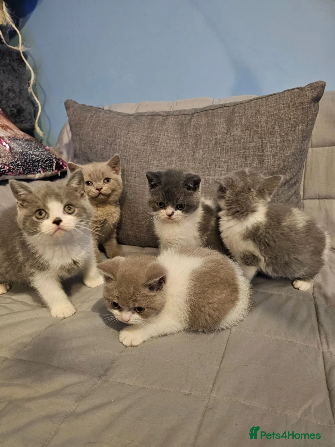 British Shorthair cats for sale: British shorthair kittens for sale.  - Advert 2