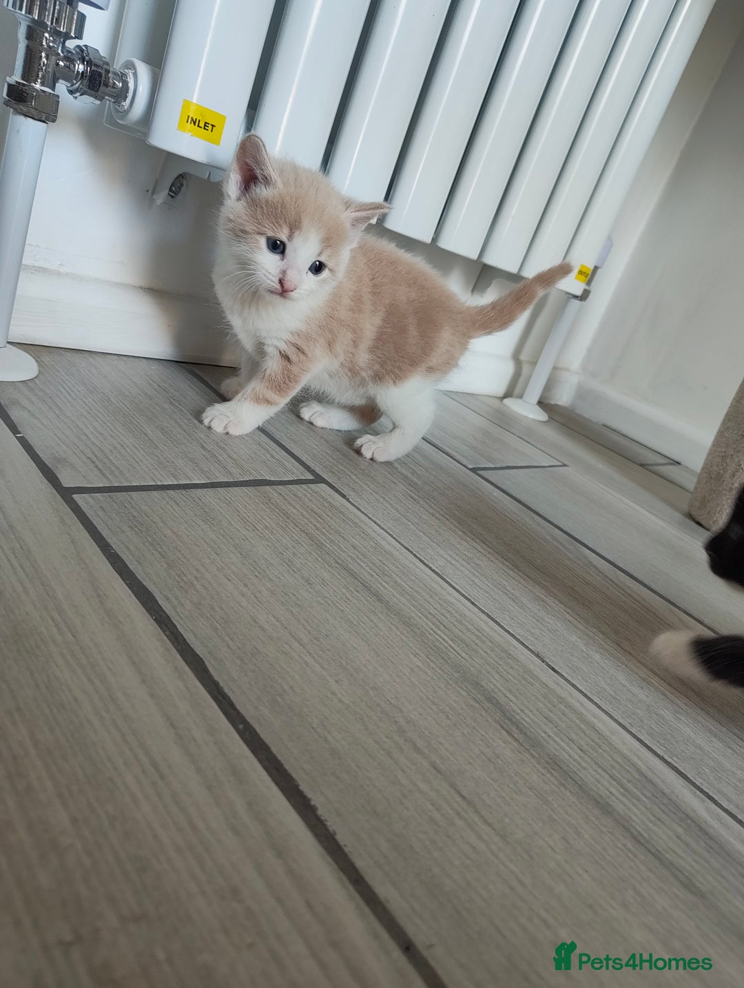 Mixed Breed cats for sale: 2 Male Kittens  - Image 4
