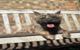 Cairn Terrier dogs for sale: Female Cairn Looking For New Home - Advert 5