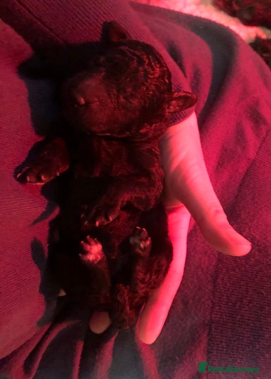 Labradoodle dogs for sale: Adorable Home-Raised F2B Labradoodle Puppies - Advert 15