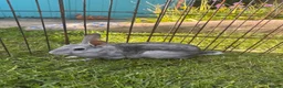 Rex rabbits for sale: Mini Rex Bunnies - Vienna & chinchilla Rex  - Advert 4