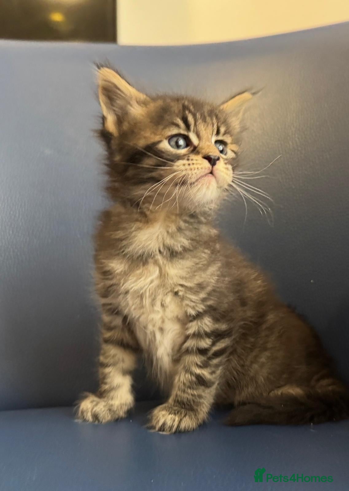 Maine Coon cats Maine Coon kittens. female and male - Advert 1