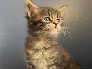 Maine Coon cats Maine Coon kittens. female and male - Advert 1