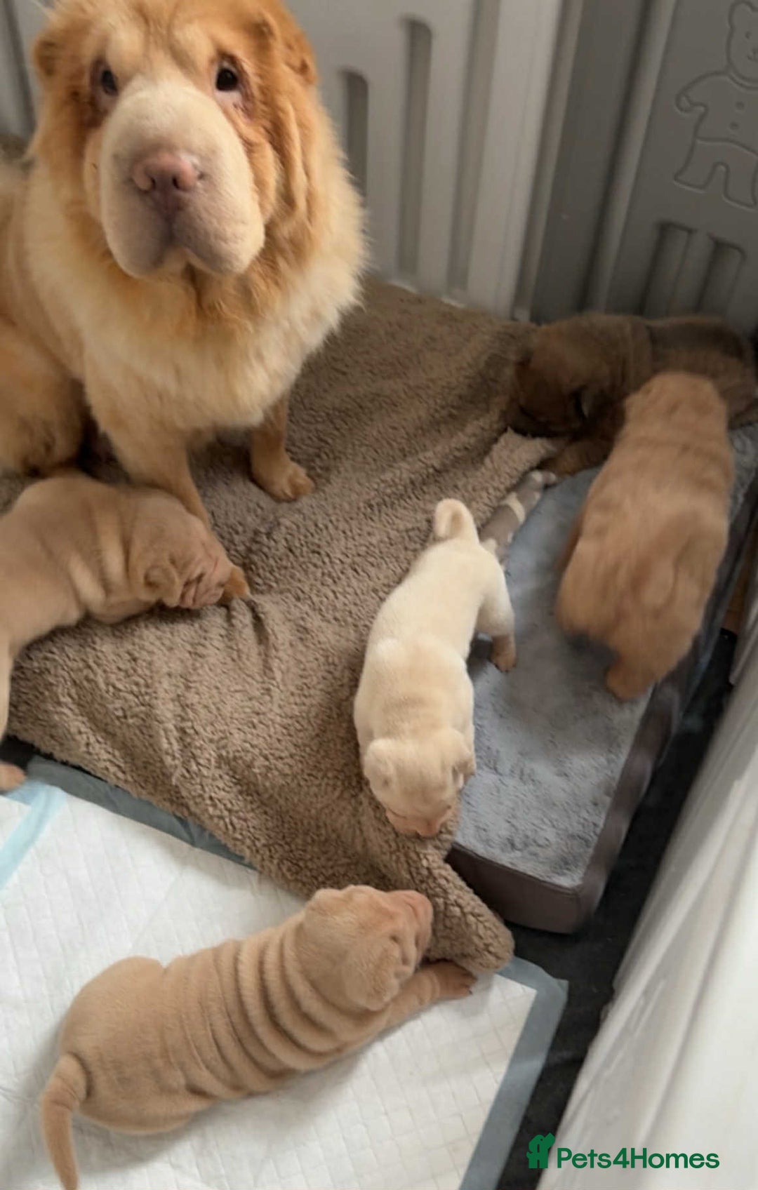 Shar Pei dogs for sale: shar peis - Advert 1