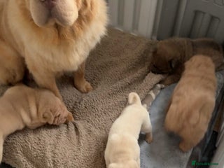 Shar Pei dogs shar peis - Advert 1