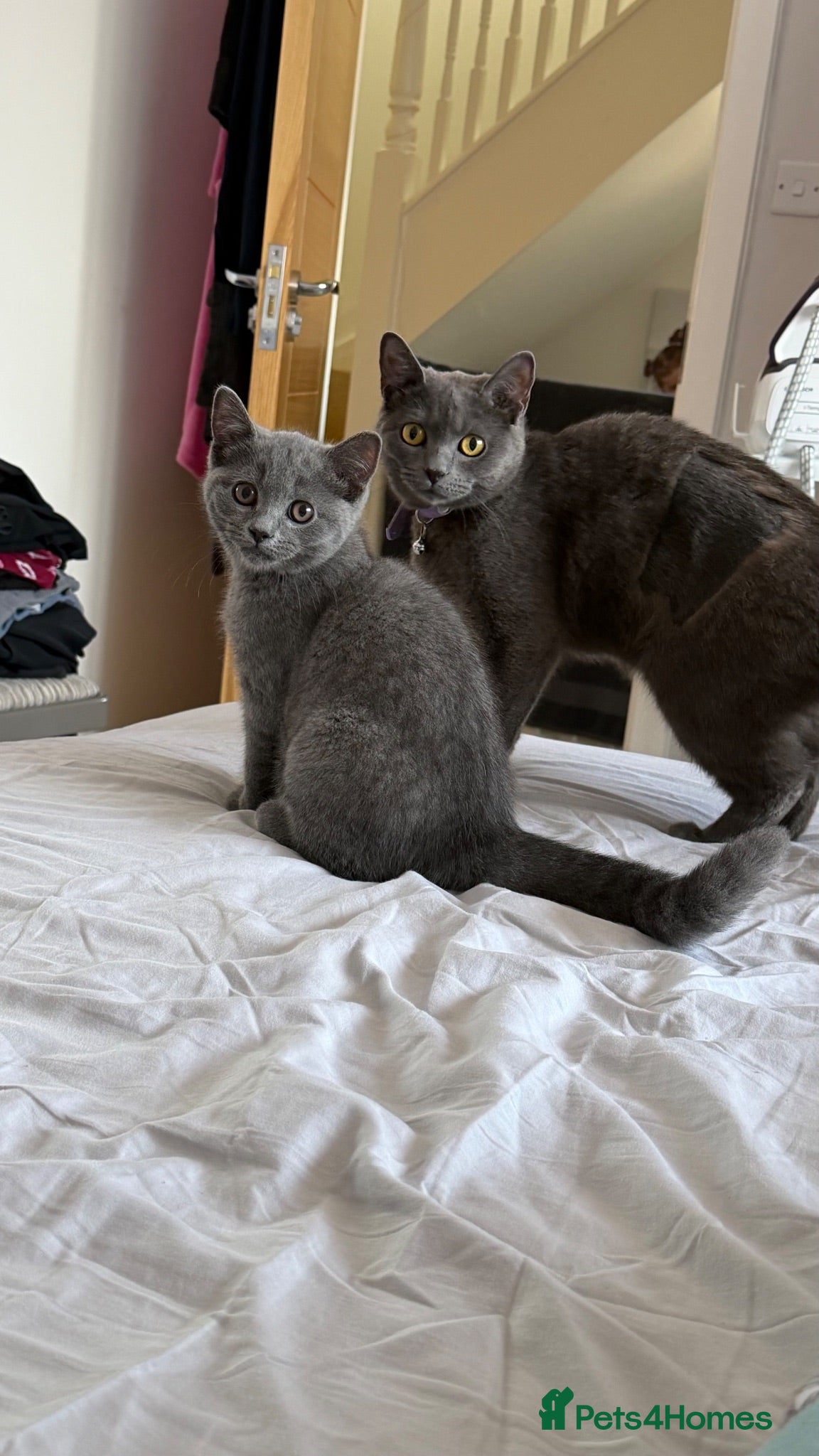 British Shorthair cats British short hair  - Advert 2