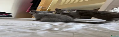 British Shorthair 1