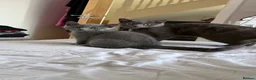 British Shorthair cats for sale: British short hair  in London - Advert 2