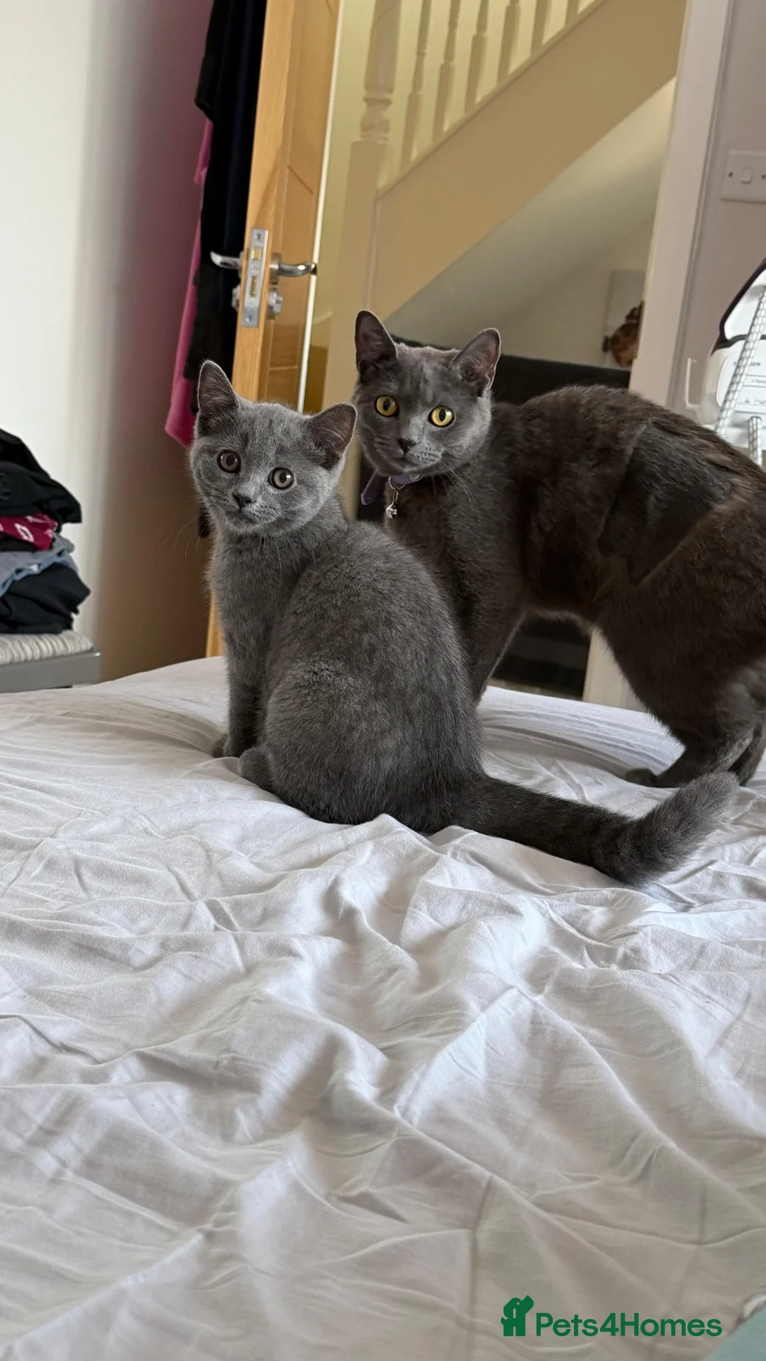 British Shorthair cats for sale: British short hair  in London - Advert 2