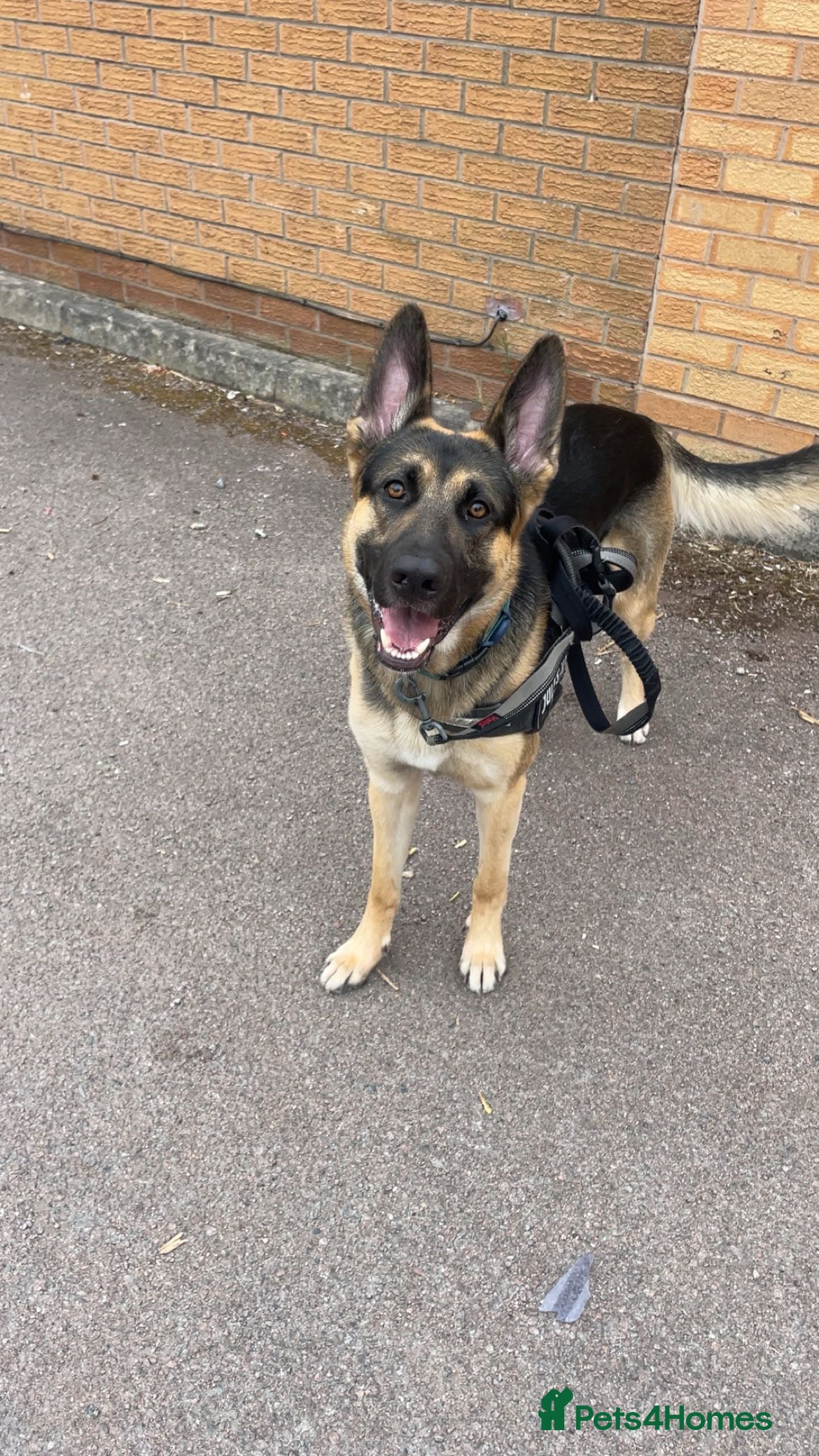 German Shepherd dogs Rehoming 3-Year-Old Family German Shepherd Dog  - Advert 1