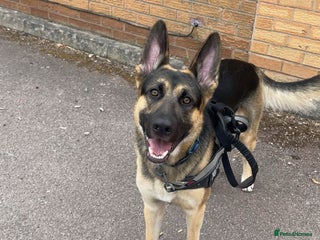 German Shepherd dogs Rehoming 3-Year-Old Family German Shepherd Dog - Advert 8