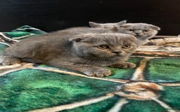 Scottish Fold cats for sale: Scottish fold kittens - Image 18
