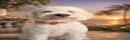 Australian Labradoodle dogs for sale: 🐾 Australian Labradoodle Puppies Available Now 🐾 - Advert 4