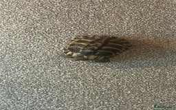 Hermann Tortoise reptiles for sale: echo - herman’s tortoise with enclosure  - Image 2