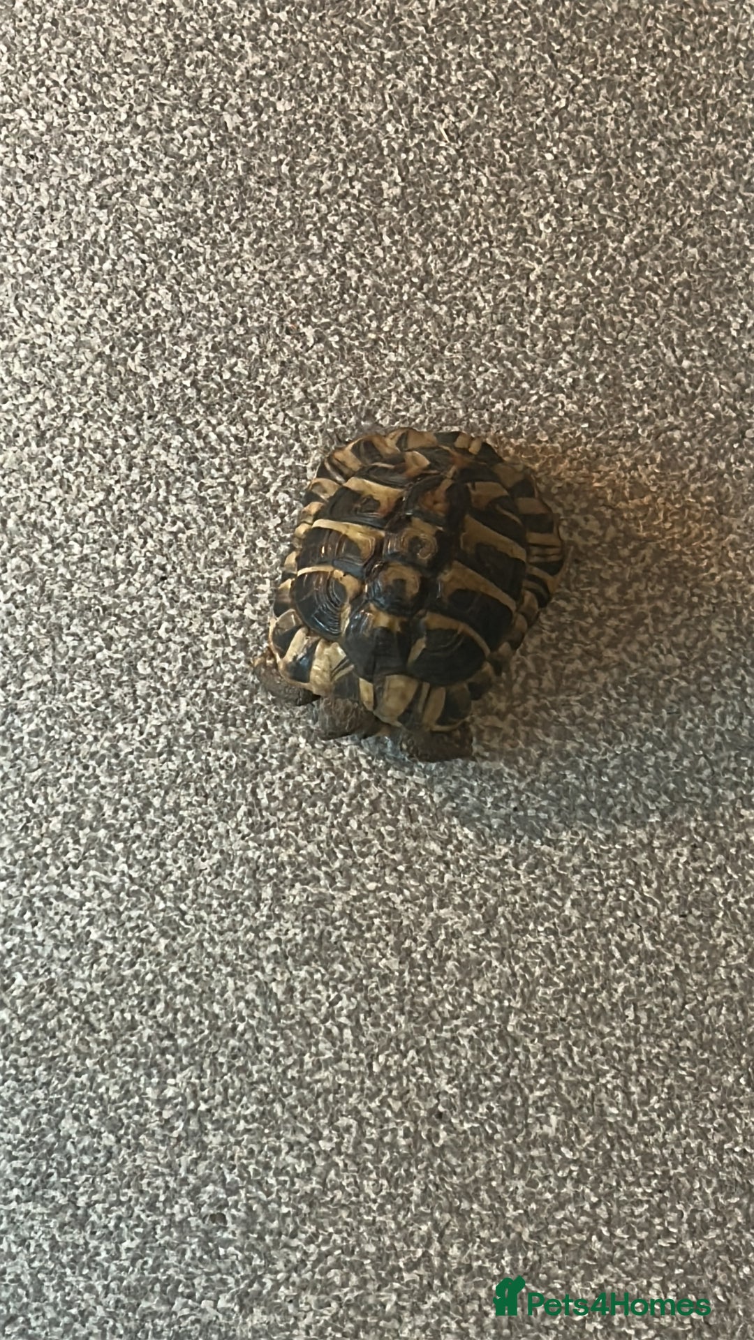 Hermann Tortoise reptiles for sale: echo - herman’s tortoise with enclosure  - Image 2