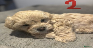 Maltipoo dogs - Advert 2