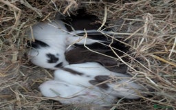 Lionhead rabbits for sale: Lion head cross mini lop 2 left!!  in Coventry - Image 3