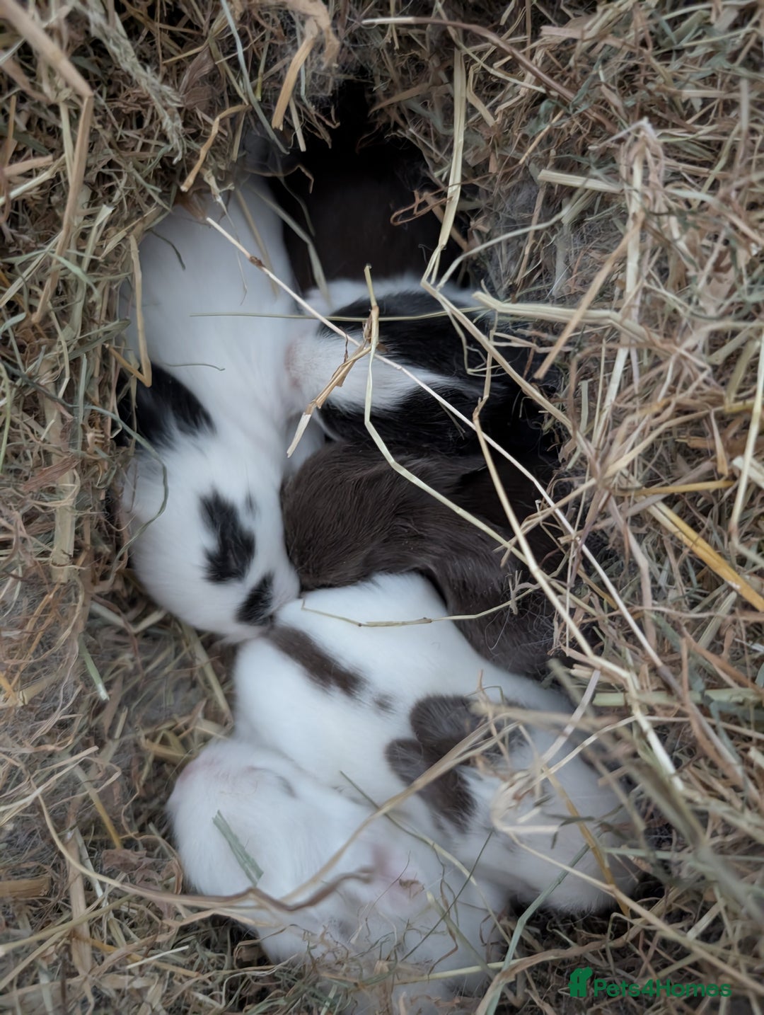 Lionhead rabbits for sale: Lion head cross mini lop 2 left!!  in Coventry - Image 3