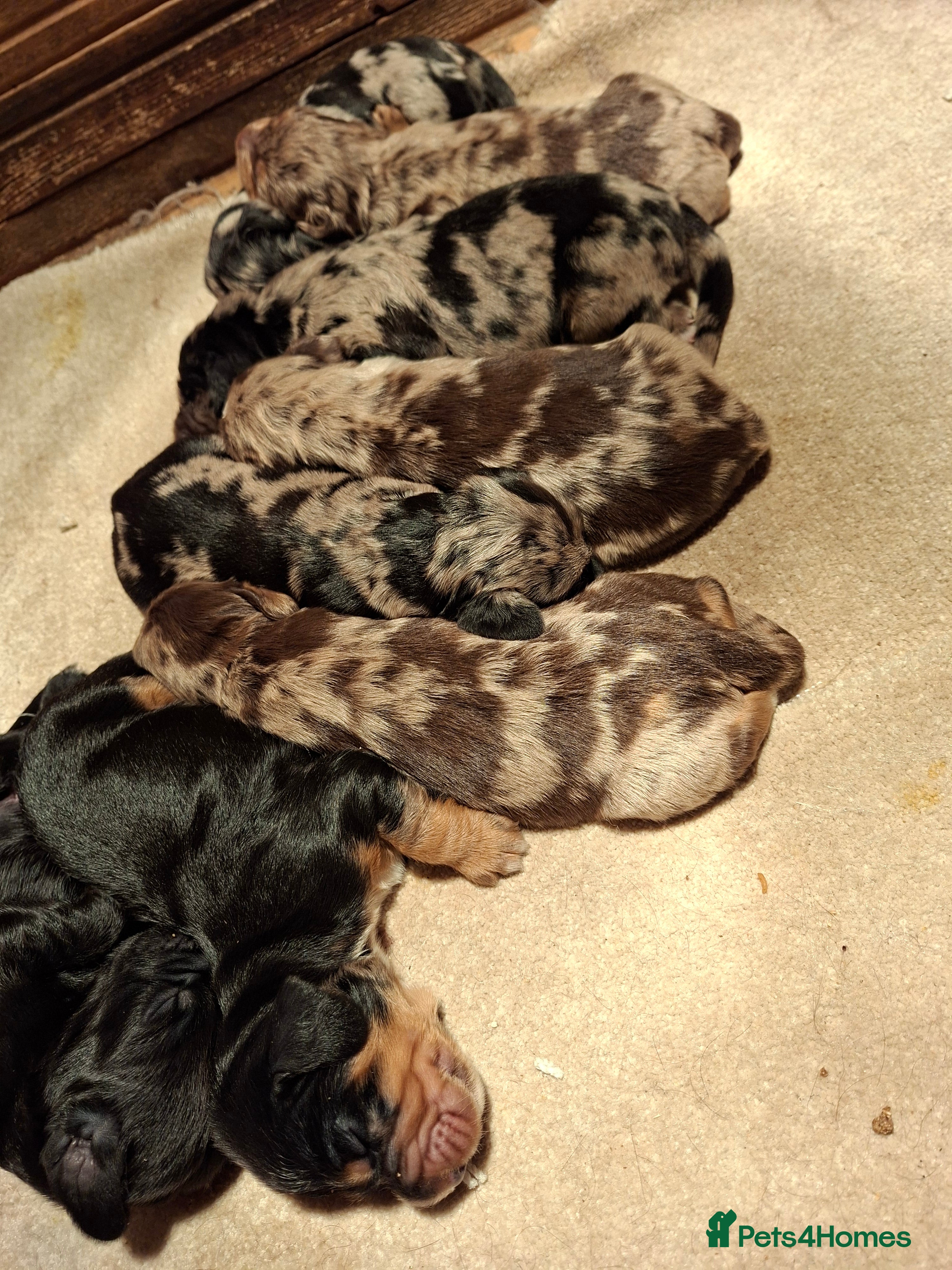 Cocker Spaniel dogs Cocker spaniel pups - Advert 16