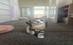 Mixed Breed cats for sale: Adorable kittens in London(SE18)😻💓😻 - Image 4
