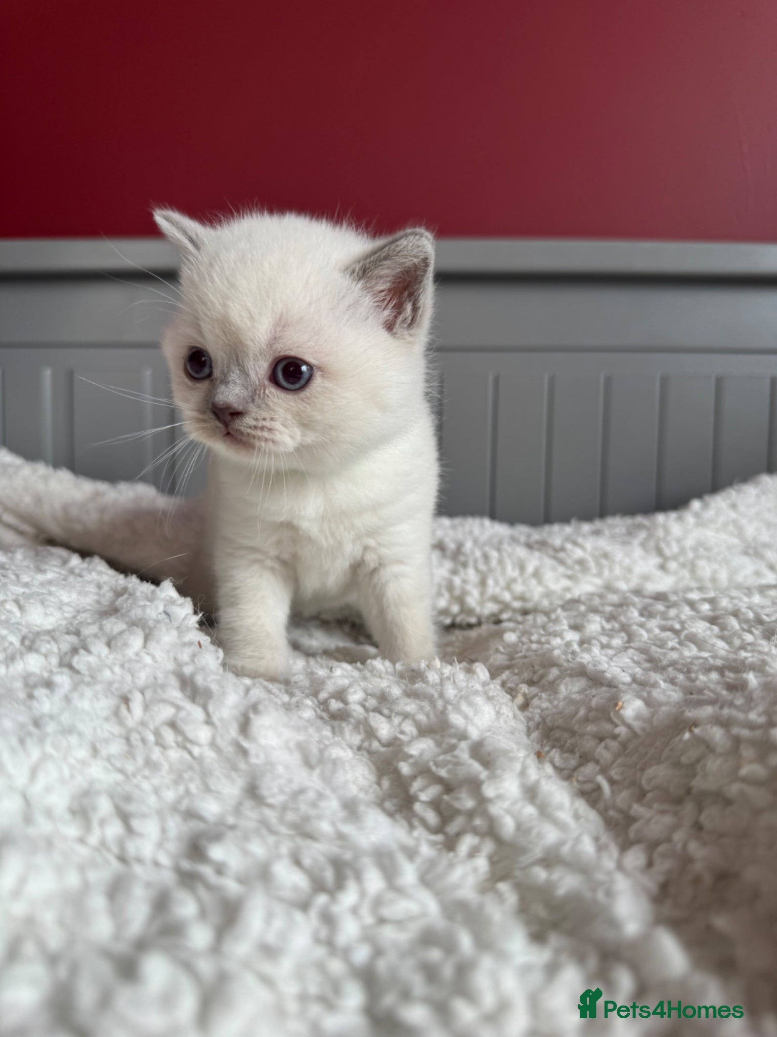 British Shorthair cats for sale: Gorgeous GCCF colourpoints  - Advert 12
