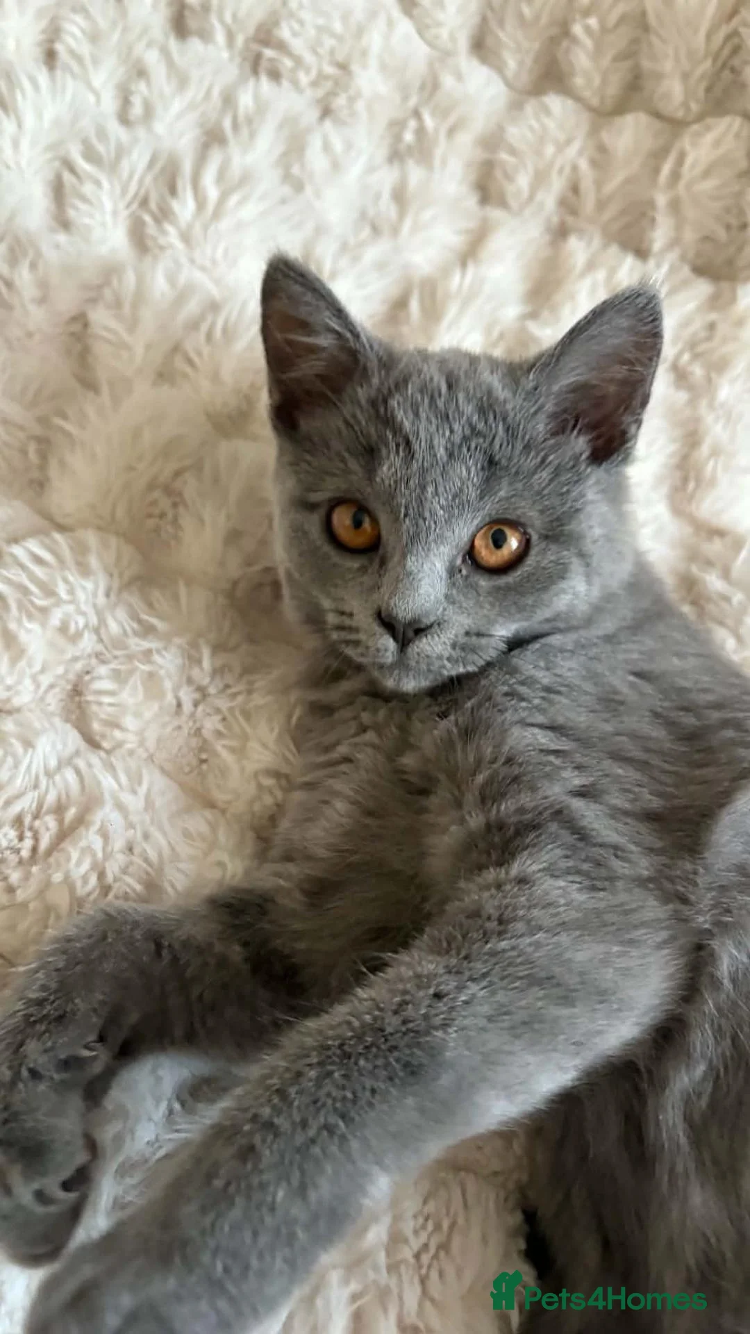 British Shorthair cats for sale: Gorgeous British Shorthair female kitten - Advert 1